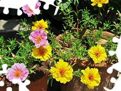 Purslane Grandiflora, Flowers, Coloured