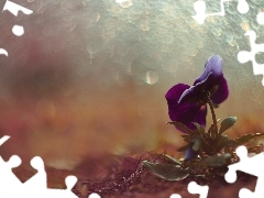 Bokeh, pansy, Colourfull Flowers