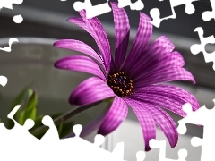 bowl, Violet, Colourfull Flowers