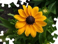 Buds, Yellow, Colourfull Flowers