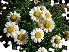 Colourfull Flowers, chamomile