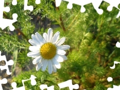 chamomile, sunny, Colourfull Flowers