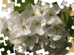 Colourfull Flowers, cherries