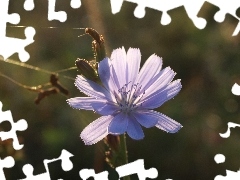chicory, Violet, Colourfull Flowers