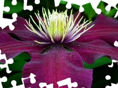 Clematis, nature, Colourfull Flowers