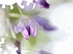 Close, wistaria, Colourfull Flowers