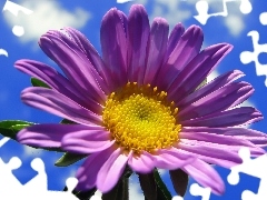 clouds, Violet, Colourfull Flowers