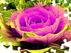 colors, cabbage, Colourfull Flowers