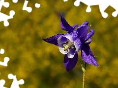 Colourfull Flowers, columbine