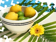 Colourfull Flowers, composition, limes, bowl, lemons