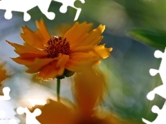 Coreopsis, Orange, Colourfull Flowers