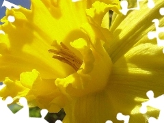 Colourfull Flowers, daffodil