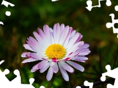 Colourfull Flowers, daisy