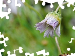 dew, Arktotis, Colourfull Flowers