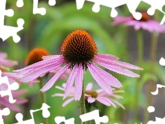 Colourfull Flowers, echinacea