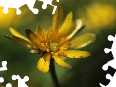 Yellow, fig buttercup, Colourfull Flowers