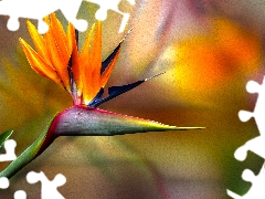 graphics, Colourfull Flowers, Strelitzia Royal