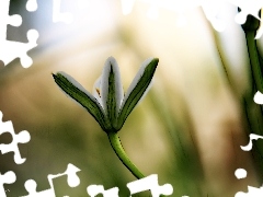 Fractalius, White, Colourfull Flowers