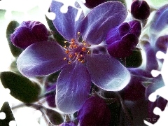 Colourfull Flowers, Fractalius