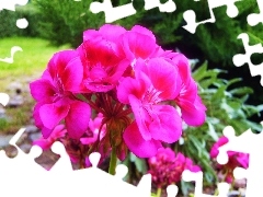 Colourfull Flowers, geranium