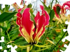 Colourfull Flowers, Gloriosa