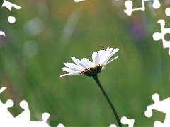 green, Daisy, Colourfull Flowers