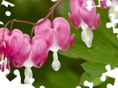 Colourfull Flowers, hearts