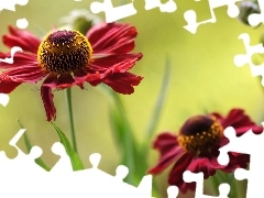 Colourfull Flowers, Helenium