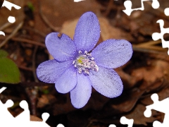 Hepatica, blue, Colourfull Flowers