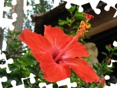 hibiscus, Red, Colourfull Flowers