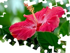 hibiskus, Pink, Colourfull Flowers