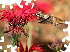 Bird, Red, Colourfull Flowers, humming-bird