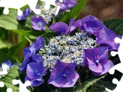 Colourfull Flowers, hydrangea