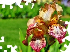 Colourfull Flowers, iris