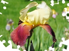 Colourfull Flowers, iris