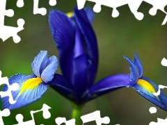 Colourfull Flowers, iris