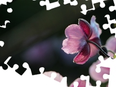 Pink, Japanese anemone, Colourfull Flowers