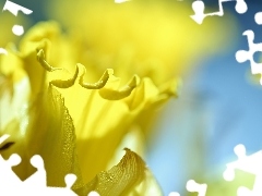 jonquil, Yellow, Colourfull Flowers