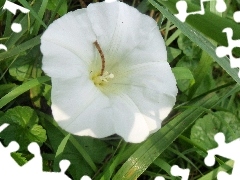 White, Leaf, Wilec, Colourfull Flowers