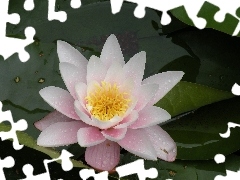 Lily, Leaf, Colourfull Flowers, water