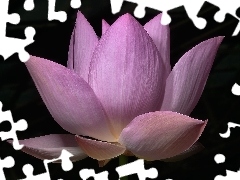 Colourfull Flowers, lotus