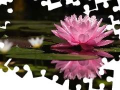 water-lily, Pink, Colourfull Flowers