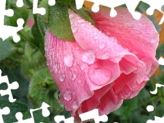 Colourfull Flowers, mallow