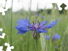 Chaber, Colourfull Flowers, Meadow, blue