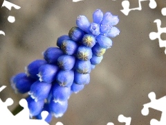 Muscari, spring, Colourfull Flowers
