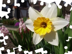 Colourfull Flowers, narcissus