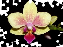 Colourfull Flowers, orchid