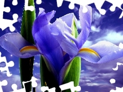 Colourfull Flowers, iris