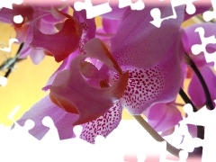 Colourfull Flowers, orchid