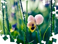 Colourfull Flowers, pansy